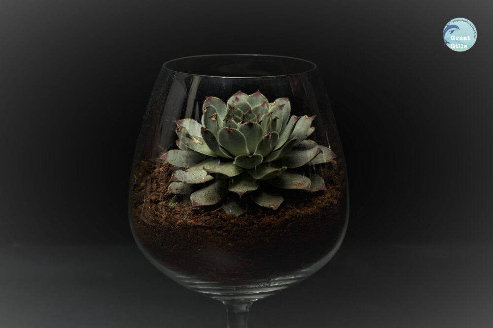 Terraniums - Image 3