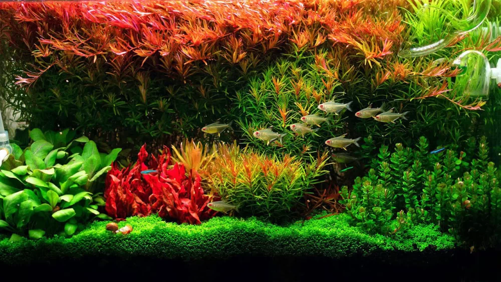 Dutch Aquarium