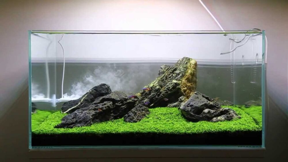 Iwagumi Aquascape - Image 2