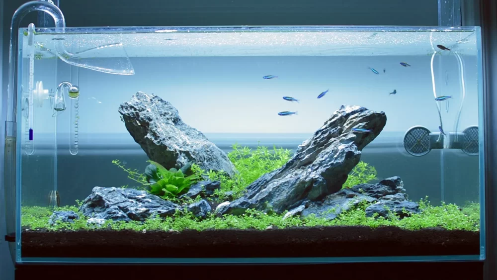 Iwagumi Aquascape